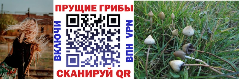 omg рабочий сайт  наркотики  Багратионовск  Галлюциногенные грибы GOLDEN TEACHER 